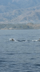 Dolphins leaping through choppy coastal waters off Indonesia
