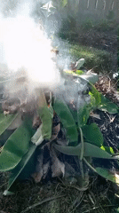 Backyard burning and garden scenes documented in Lhokseumawe