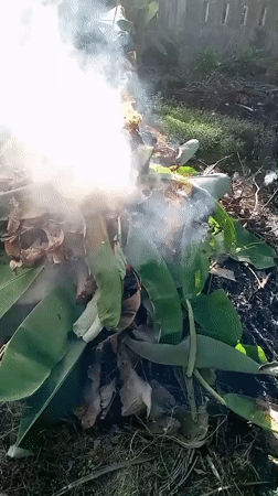 Backyard burning and garden scenes documented in Lhokseumawe