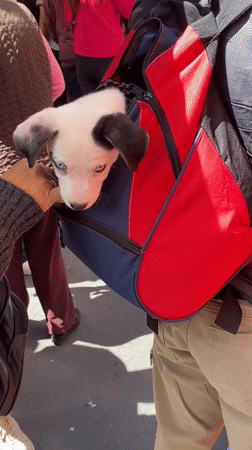 Crowded street market draws festival crowds in La Paz