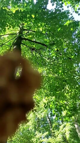 The media file shows a low-angle shot looking up at a tall tree with lush green leaves, suggesting a daytime setting in a wooded area. Sunlight filters through the canopy, creating a dappled effect. In the foreground, a blurred object, possibly a person's hand, is visible, with what appears to be a ring on one finger. The hand is making a gesture, with the index finger and thumb forming a circle, and other fingers partially extended. The overall impression is one of being in a natural, outdoor environment, likely a park or forest. The context indicates the location is Ramenskoye, Russia, and the time appears to be daytime, with fair weather suggested by the bright sunlight. There is no visible text in the media file.