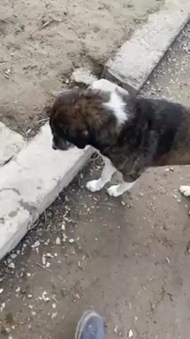 The video shows a medium-sized dog with a brown and brindle coat, a white blaze on its chest, and white socks on its paws. The dog is standing on a rectangular concrete slab in a dirt area. The area appears to be an outdoor yard or field, with scattered debris and other concrete pieces nearby. The dog initially sniffs around the edge of the concrete slab, then steps up onto it and stands looking off into the distance. The camera angle is slightly from above, and the lighting suggests it is daytime.