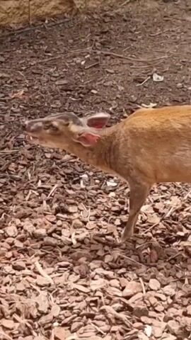A medium shot video displays a small deer with brown fur, large ears, and dark markings around its eyes. The deer is standing on a ground covered with wood chips and mulch. In the background, a light-colored brick wall is visible. The deer is actively sniffing and eating small pieces of yellow food scattered on the ground. The camera is positioned at a slightly low angle, focusing on the deer's head and upper body. The lighting suggests it is daytime. The video captures the deer's gentle movements as it forages.