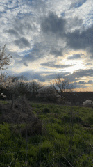 Spring blooms and playful dog captured in Bulgarian village