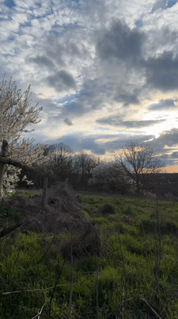 Spring blooms and playful dog captured in Bulgarian village