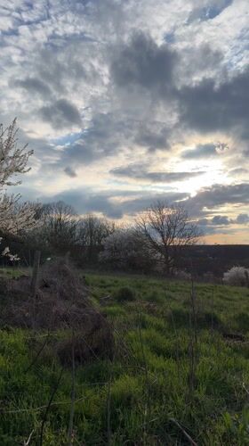 Spring blooms and playful dog captured in Bulgarian village