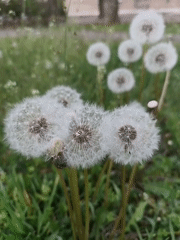Person blows dandelions in Ukrainian field