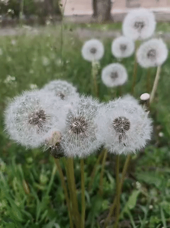 Person blows dandelions in Ukrainian field