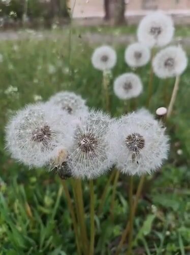 Person blows dandelions in Ukrainian field