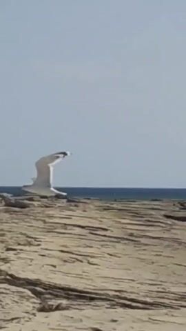 A seagull in flight is captured against a backdrop of a clear, pale blue sky and a rough, rocky shore. The bird, predominantly white with dark wingtips, is positioned towards the right side of the frame. Its wings are spread, and its body is angled as if in mid-flight. The shore is composed of large, flat, light-colored rocks, some of which appear cracked or layered. In the distance, a thin line of dark blue water, presumably the ocean, is visible separating the shore from the sky. The sun is high, casting bright light on the scene, creating minimal shadows. The image is a still frame from a video, as indicated by the timestamp at the beginning.