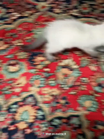 Kitten goes from playtime on a rug to napping