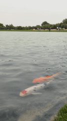 Park visitors enjoy koi pond, pathways in Al Lisaili