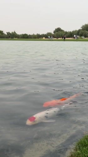 Park visitors enjoy koi pond, pathways in Al Lisaili