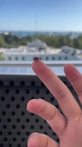 A close-up, vertical video shows a person's finger with a ladybug perched on the fingertip. The background is blurred, but appears to be an outdoor scene with buildings, trees, and a body of water under a clear blue sky. The focus is on the ladybug and the finger. The video is very short, lasting only a few seconds.
