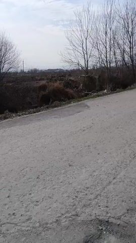 The camera is positioned at ground level on a gray, worn, rural road. The road stretches into the distance, curving slightly to the right. The sky is overcast. On either side of the road, the landscape is characterized by dry brush and leafless trees, creating a stark, winter-like setting. A single white object, possibly a piece of trash or an animal, is visible on the left side of the road. Power lines are visible further in the distance. The camera remains static throughout the short video.