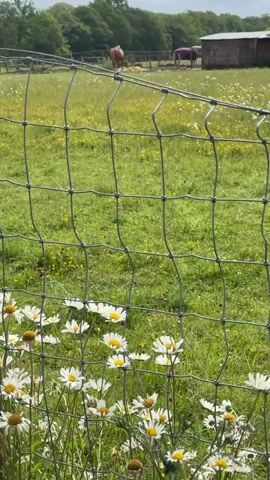 A slow, downward pan video of a rural scene. The video begins with a close-up of a metal wire fence with white and yellow daisies in the foreground. In the midground, a vibrant green field with patches of yellow and white flowers stretches out. Two horses are visible in the distance. The left horse is light brown, and the right horse has a purple blanket over its back. Behind the horses, a small, rustic shed with a dark roof and brick walls stands next to some trees. The sky is overcast with fluffy gray clouds. The camera slowly pans down, revealing more of the fence and flowers, before ending with a view of the entire field and the distant horses and shed.