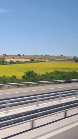The video shows a view from a moving vehicle, likely a car or bus, looking out at a rural landscape. A highway barrier is visible in the foreground, with its metal rails and supports slightly blurred due to motion. Beyond the barrier, a vast field of bright yellow sunflowers stretches across the frame. The sunflowers are densely packed and appear to be in full bloom. Behind the sunflower field, rolling hills are visible, dotted with sparse trees and some vegetation. On the top of one of the hills, a large, red-tiled building, possibly a house or villa, can be seen. The sky above is a clear, vibrant blue with no clouds. The overall impression is a sunny day in the countryside, with a focus on the natural beauty of the sunflower field. The video appears to be taken during daylight hours. There are no people or animals visible in the frame.