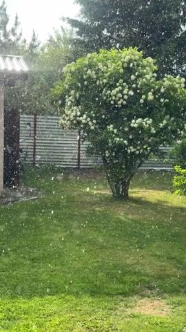 A short video clip shows a backyard scene with green grass and a blooming tree. White petals or snow-like flakes are falling through the air, creating a light flurry. On the left side of the frame, part of a building with a white roof is visible. A metal fence runs behind the tree. The sun is shining, casting light through the falling particles and on the grass.
