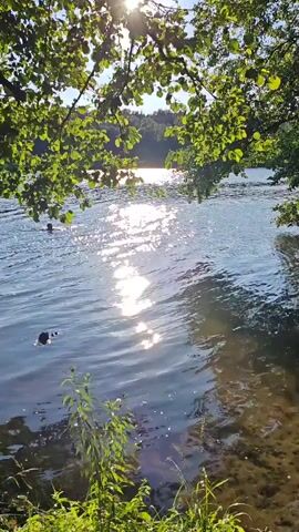This media file depicts a serene natural scene by a body of water, likely a lake or river, in Местечко Раифа, Russia. The sun shines brightly, casting a sparkling reflection on the water's surface, suggesting it is a clear, sunny day, possibly late morning or early afternoon due to the angle of the sun. Lush green foliage hangs from trees in the foreground, framing the view of the water and the distant, tree-covered shoreline.

In the water, two figures are visible. One, farther away, appears to be swimming or wading, their head and shoulders breaking the surface. Closer to the shore, a dark object, possibly a dog or a floating log, is partially submerged. The water itself shows gentle ripples, indicating a slight breeze. The edge of the water reveals a sandy or gravelly bottom, with some aquatic plants growing near the bank.

The overall mood is peaceful and tranquil, evoking a sense of summer recreation and natural beauty. The sunlight filtering through the leaves creates dappled patterns, enhancing the idyllic atmosphere. There is no visible text within the media file.