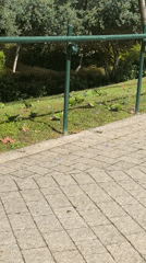 Green parakeets forage on flower-covered Tel Aviv lawn
