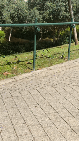 Green parakeets forage on flower-covered Tel Aviv lawn
