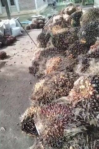 The scene shows a large pile of harvested oil palm fruit bunches, arranged on the ground beside a concrete building. The bunches vary in color, ranging from dark brown to reddish-orange. In the background, there are bags, possibly containing fertilizer or other agricultural materials. A long metal pole lies horizontally on the ground near the bags. The area around the pile appears to be a simple outdoor processing or storage area. The lighting is bright, suggesting it is daytime. The camera pans slightly, offering different views of the pile and the surrounding environment. No people are visible interacting with the palm fruits.