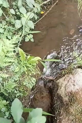 A small stream flows through lush green vegetation. The water is clear and brown, with small ripples on its surface. Rocks and moss line the banks of the stream, and various green plants grow on either side. The sun shines down on the scene, creating a peaceful and natural atmosphere.