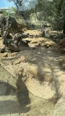 Two meerkats are visible in a sandy enclosure with sparse vegetation. The meerkat in the foreground is facing left and appears to be digging or sniffing the ground. Another meerkat is visible further back, standing upright and looking towards the left. The environment includes rocks, fallen logs, and dry brush. Sunlight casts shadows on the sandy ground. The video appears to be taken from behind a glass barrier, as suggested by a faint reflection in the bottom left corner.