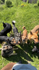 Pack of dogs gather in grassy yard in Nizhny Tagil