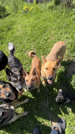Pack of dogs gather in grassy yard in Nizhny Tagil
