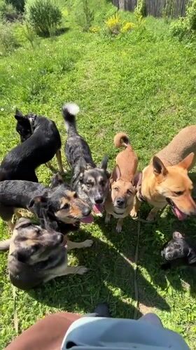 Pack of dogs gather in grassy yard in Nizhny Tagil