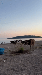 Cows graze on dark sand beach near ocean island