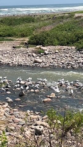 The video shows a rocky riverbed flowing into the ocean. Numerous seagulls are seen resting on the rocks in the river. Some of the seagulls take flight, momentarily creating movement within the group. On the riverbanks and the adjacent beach, black vultures are scattered around. The ocean waves can be seen in the background, creating a sense of the river's final destination. The sky is clear. The environment consists of rocks, water, green bushes and the ocean, creating a natural habitat for the birds.