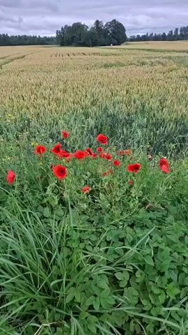 The video pans across a field of tall, golden wheat under a cloudy sky. In the foreground, a strip of vibrant green grass and clover borders the wheat field, interspersed with numerous bright red poppies and smaller white wildflowers. The camera moves from left to right, revealing more of the wheat field and a distant line of trees on the horizon. The overall impression is of a peaceful, rural landscape in bloom.