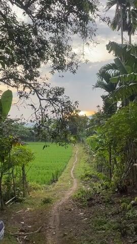 A dirt path curves through a lush green landscape. On the left, a vibrant green rice paddy stretches towards the horizon, bordered by a simple fence made of thin posts and wire. On the right, dense foliage with large leaves, reminiscent of banana or palm trees, creates a thick wall of green. The path itself is narrow and winding, with loose dirt and small stones visible. Overhead, the branches of a large tree with many leaves hang into the frame, partially obscuring the sky. The sky above is a canvas of soft clouds, with a hint of sunlight breaking through, suggesting either sunrise or sunset. In the distance, a gentle slope of trees leads to mountains visible under the hazy sky. The overall atmosphere is tranquil and natural, evoking a sense of rural beauty. There are no people visible in the video.