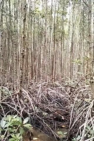 The video shows a dense mangrove forest. The camera pans upwards from the base of the trees, revealing a thick undergrowth of tangled mangrove roots. The trunks of the mangrove trees are tall and slender, packed closely together, with their canopy forming a dense ceiling of green leaves. The lighting is dim, suggesting an overcast day or a heavily shaded environment. The water at the base of the trees is dark and murky. There are no people or animals visible in the frame.