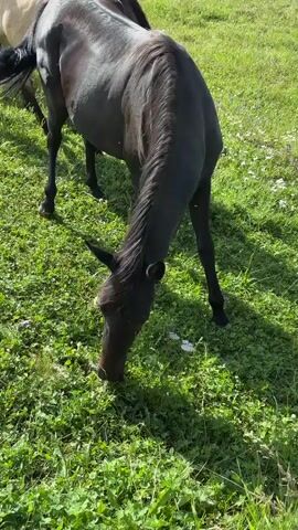 The video shows a group of horses in a grassy field on a sunny day. One horse in the foreground is dark-colored and is grazing. Another horse, lighter in color, is standing behind it. The horses appear to be in a calm and natural environment.
