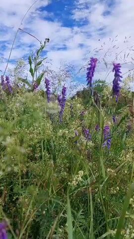 The video begins with a close-up of purple flowers swaying in a field of green grass and other wildflowers under a blue sky with scattered white clouds. The camera then pans to the left, revealing more of the field and distant trees. As the camera continues to move, the field of flowers and grass remains the dominant element, with a line of trees forming the horizon in the distance. The sky is bright and sunny. The camera then pans upwards, showing more of the sky with clouds. Finally, the camera pans further up to reveal a dark object, possibly a bird or drone, flying in the sky. The overall scene is a serene natural landscape on a clear day.