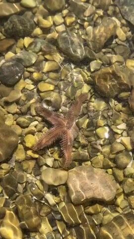 A starfish is resting on a rocky seabed in shallow, clear water. The starfish is a light brown color and has five arms. The seabed is composed of various sized rocks and pebbles, with some larger stones visible. The water is clear, allowing the starfish and seabed to be seen clearly. Sunlight filters through the water, creating ripples and reflections on the surface. The video is shot from a high angle, looking down at the starfish. The starfish is still and appears to be at rest.