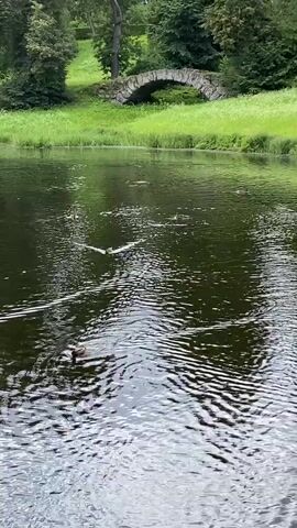 A body of water with several ducks swimming. In the background, a grassy hill with trees and a stone bridge.