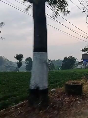 The video shows a rural landscape with a cloudy sky. The camera is moving, likely from a vehicle. In the foreground, there is a dirt road with some gravel. Behind the road, there is a field of green crops. In the middle ground, there are several trees and some electrical poles with wires. Further in the background, there are more trees, some houses, and a hazy sky. A yellow sign with red text is visible on a pole, appearing to be a warning sign. The overall atmosphere is overcast and somewhat muted.