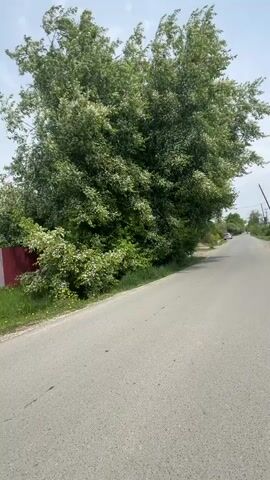 The camera is angled slightly downward, capturing a section of asphalt road bordered by a grassy verge on the left. To the left of the verge, a red fence partially obscures a dense, green tree. The tree's leaves are moving, suggesting wind.  Across the road, another line of greenery can be seen with a small car in the distance. A utility pole is visible further down the road. The sky is visible through the tree branches, a light blue with some clouds.  The overall scene is a tranquil roadside view.