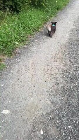 The video shows two people walking on a gravel path. The person in the foreground is wearing black flip-flops and white shorts. To their right, another person is wearing pink slide sandals and white shorts. Further ahead on the path, two small dogs are walking away from the camera. One dog is brown and black with a blue collar. The other dog is mostly brown. The path is surrounded by green foliage and trees. The scene appears to be outdoors in a natural setting.