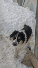 Two dogs spotted playing in snowy Russian landscape