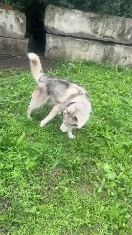 The video shows a husky dog in an outdoor enclosure. The dog is light-colored with black markings and a bushy tail. The enclosure appears to be made of wire fencing and wood. There are some large concrete blocks and foliage in the background. The dog is seen sniffing the ground, running, and standing still. The ground is covered in grass and dirt. The overall environment suggests a rural or semi-rural setting.