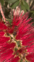 Bees forage on flowering bushes in La Paz gardens