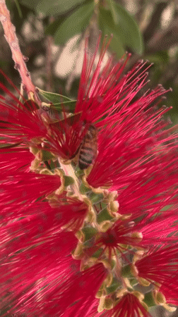 Bees forage on flowering bushes in La Paz gardens