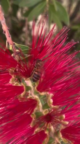 Bees forage on flowering bushes in La Paz gardens