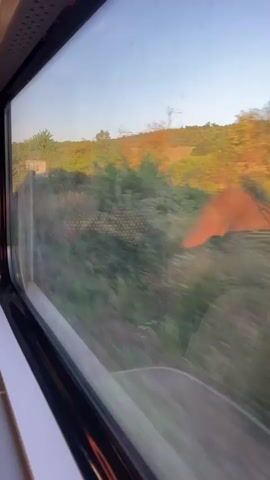 The video is filmed from inside a moving vehicle, likely a train, looking out of a window. The window is streaked with dirt or condensation, partially obscuring the view. Outside, a landscape of green foliage and trees is visible, bathed in warm, golden light, suggesting it is either sunrise or sunset. The motion of the vehicle blurs the scenery, creating streaks of green and brown. In the middle ground, there are patches of reddish-orange, possibly dirt or vegetation, and some indistinct structures. The sky above is a clear, light blue. The overall impression is one of a scenic journey through a rural or semi-rural area.