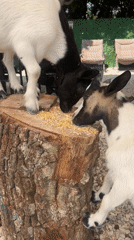 Goats on wooden platforms near Antalya's waterfront park area